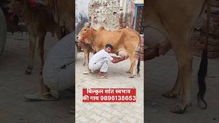 बिल्कुल शांत स्वभाव की गाय , 18 किलो दूध की साहिवाल गाय , Cow Milking , Sahiwal Cow , Cow Farm ,