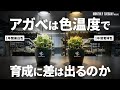 【アガベ育成検証】植物育成LEDライトの色温度の違いでアガベの育成差はでるのか!?