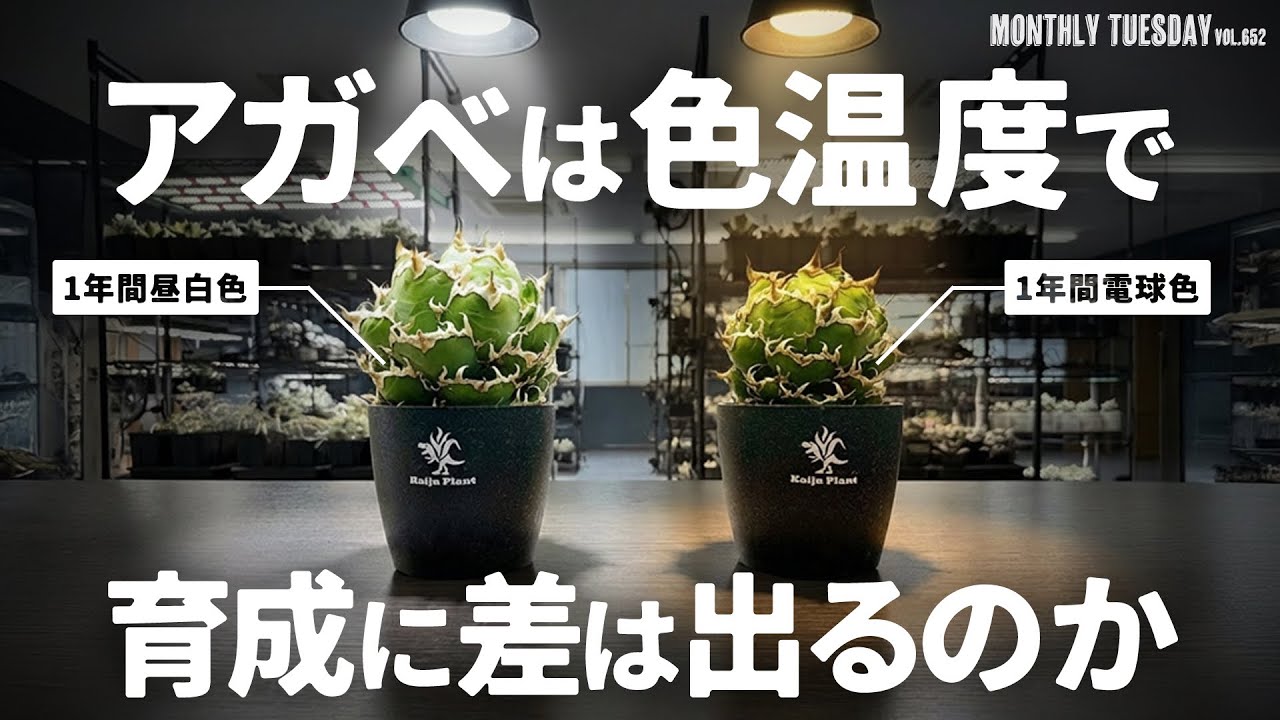 Agave Cultivation Experiment] Does the difference in color