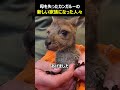 母を失ったカンガルーの新しい家族となった人々