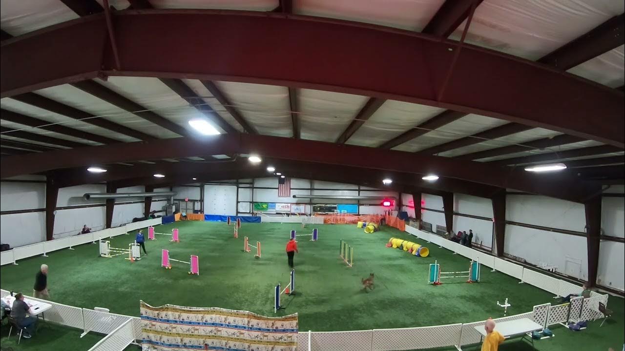 11-12-2023-sophie-akc-novice-preferred-jww-youtube