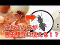 玉ねぎの皮の効能6選！なんと害虫駆除にも使える！？【豆知識】