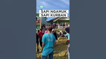 sapi kurban, sapi ngamuk, sapi jumbo #shorts #iduladha2025 #qurban