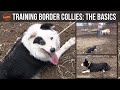 Training Border Collies (The Basics)