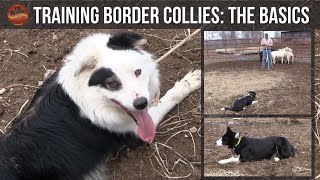 Training Border Collies (The Basics)