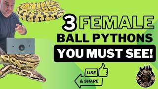 3 Must See Ball Pythons! Crypton / Bongo/ X-treme Gene #reptiles #snake #ballpython #morphs