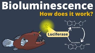 How Bioluminescence works