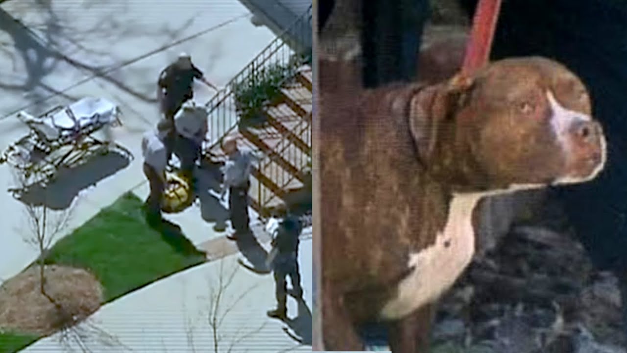 family-pit-bulls-mauled-their-86-year-old-grandmother-to-death-youtube
