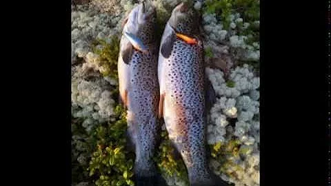 The model Hunter Lure from Aurebu