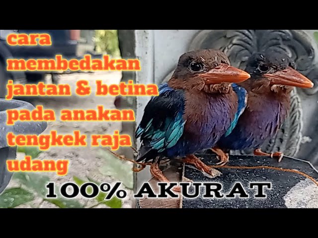 Cara membedakan jantan dan betina pada anakan burung tengkek raja udang || 100 % akurat class=