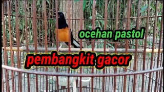 pancingan murai batu pastol gacor..!!