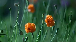 Slow Waltz By: Patrick Hawes