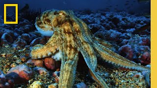 Pristine Seas: The Global Expedition Launches in the Pacific | National Geographic Society