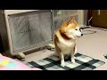 悩んだ末、やっぱり家族と一緒に寝ることにした柴犬