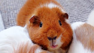 Guinea Pig Look of Love