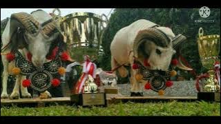 DERETAN DOMBA GARUT PIALA PRESIDEN, JOKOWI HADIR DI KONTES ADU KETANGKASAN DOMBA GARUT