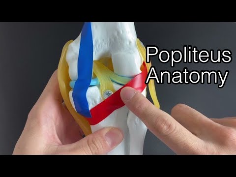 Video: Làm thế nào để Tìm Xung Popliteal: 9 Bước (có Hình ảnh)