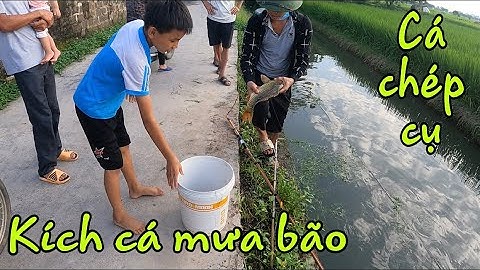 Kích Cá Chép Cụ Ngược Theo Dòng Nước. Trường TL