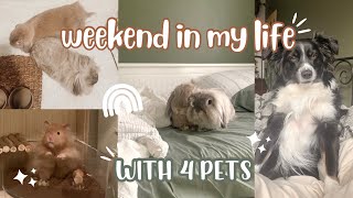 weekend in my life with 2 RABBITS + HAMSTER 🐹🐇🍄