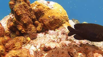 SeaLife Micro 3.0 Video Clip 6