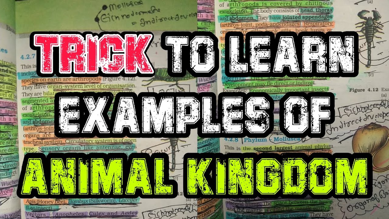TRICK to Remember EXAMPLES OF ANIMAL KINGDOM🧸🐀🐁🐂🐃🐄🐅🐑 | The PCB Point ...