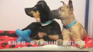 SPCA Stanley adoption centre is now open