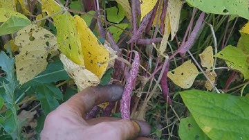 Black Bean Harvest And Weed Suppression Results Are In!