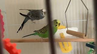 Cute Birds I Have At My Grandmas.