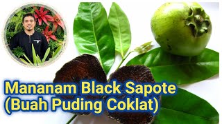 Black Sapote (Buah Puding coklat), Buah Unik Berpeluang Bisnis, Panduan Cara menanam black sapote..!