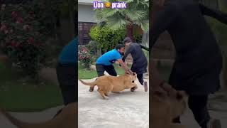 lion attack #lionslover #youtubeshorts #animaltiger #djrajput #animals #lionlover  #tigerlion