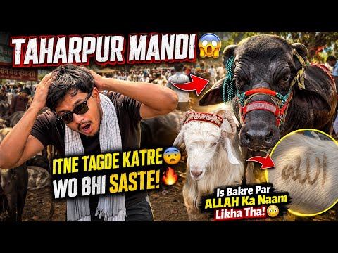 ALLAH Naam Wala Bakra 🐐 or Itne Tagde Katre 🐃 TAHARPUR MANDI 🔥 