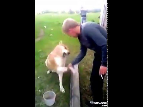 dog-handshake-2