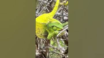 Tắc kè hoa bị rắn tấn công #shortvideo