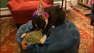 My Dog Opens His Birthday Presents! by Kumo and Sully 110 views 2 weeks ago 4 minutes, 2 seconds