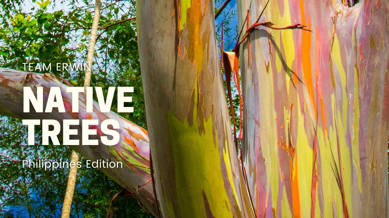 10 Native Trees In The Philippines YouTube 10 Native Trees In The Philippines YouTube