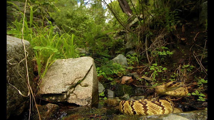 Snakes of Arizona (Field Herping 2020)