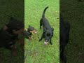 Dogs playing outdoor