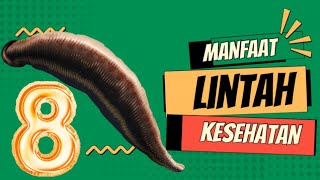 8 MANFAAT LINTAH UNTUK KESEHATAN