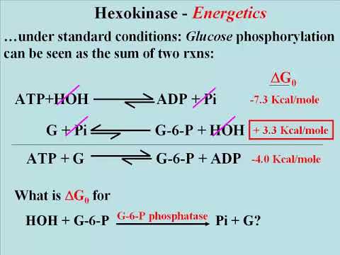 152-2 Glycolysis Stage 1, Reaction 1