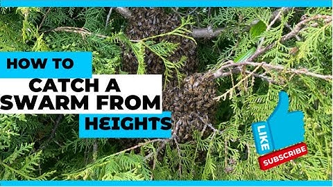 How To Catch A Honeybee Swarm From Height - The First Swarm Of The Year