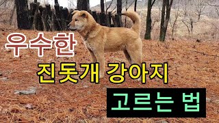 우수한 진돗개, 당신도 고를 수 있습니다