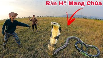 Cuộc Gọi Khẩn Cấp Của Anh Nông Dân Phát Hiện 2 Con Rắn Hổ Mang Đang Lột Xác Ngoài Bờ Ruộng