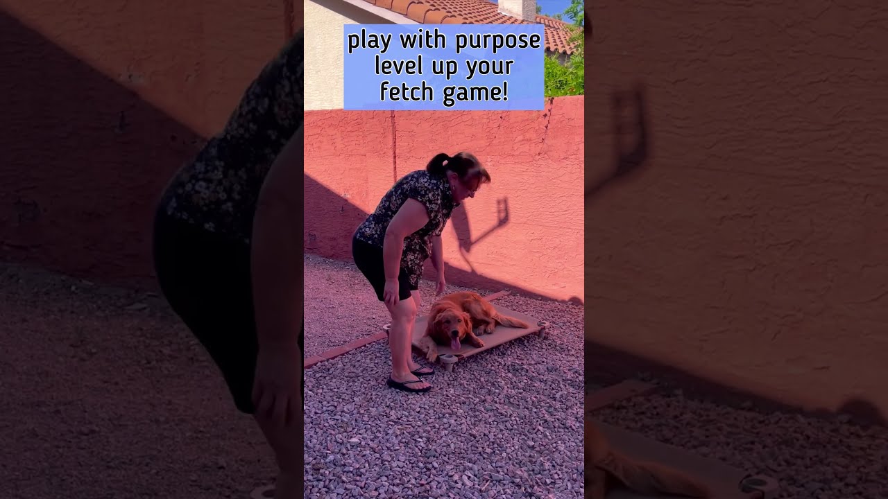 Golden Retriever Plays Fetch Playwithpurpose Dogtraining
