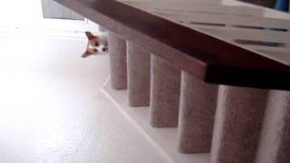 Corgi Playing Catch on the Stairs (Warning: Video Sideways)