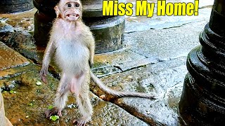 So Pity! New Abandoned Monkey Tried To Find Her Ex-Owner And She  Cried Sadly On The Stone.
