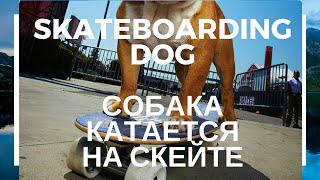 Skateboarding Dog Собака На Скейте