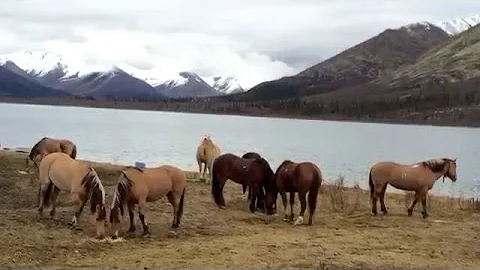 2015 moose & caribou with Widrig Outfitters