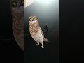 Funny owl dance #funny #owl #dance #comedy #cute #birds #nature #naturelovers #fypシ #fyp #shorts