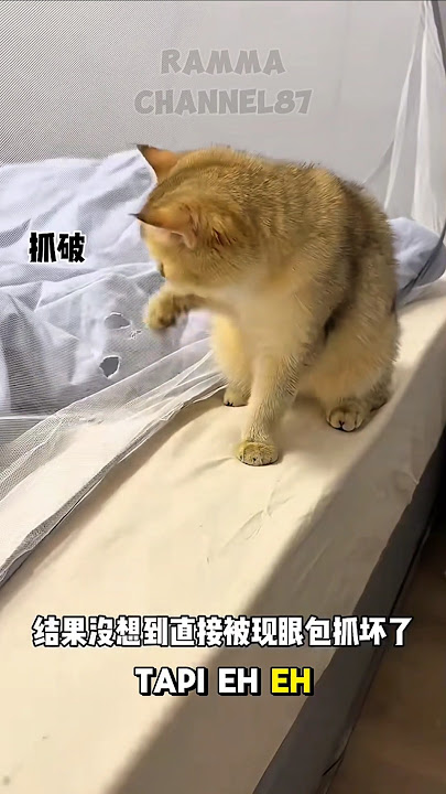 Si bontot Merusak Kelambu!Koko balas dengan Nyamuk.#shorts#kucing