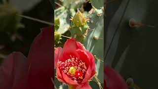 Weligaa Tiintiitiin Caleentiis Oo La Kariyey Siddii Beerkii, Quraac Ahaan Ma U Ay?